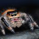 Illustration for article titled In Spider Society, Female Spiders Are Either Warriors or Nannies